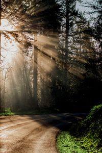 Road amidst trees in forest