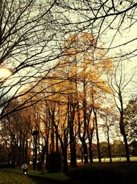 Bare trees in park