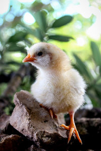 Close-up of a bird