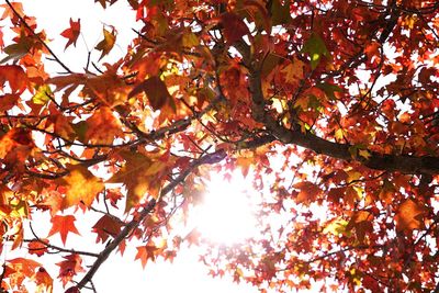 Low angle view of tree against sky during autumn