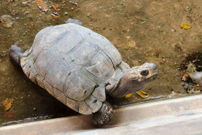 High angle view of a turtle in water