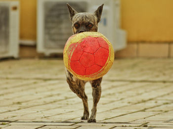 Close-up of a dog