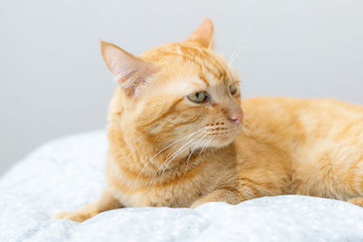 Close-up of a cat looking away