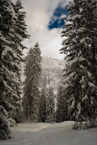 Pine trees in forest during winter