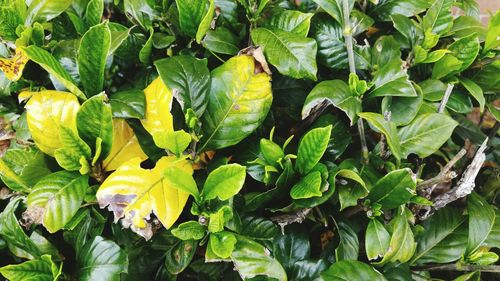 Full frame shot of plants