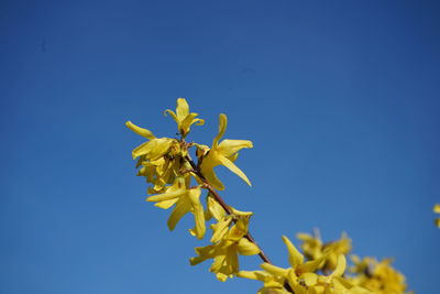 Low angle view of yellow flowering plant against clear blue sky