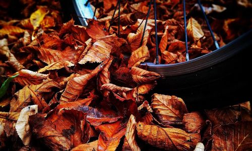 Close-up of dried autumn leaves