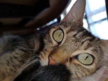 Close-up portrait of tabby cat