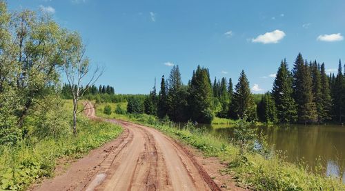 Dirt road amidst trees and plants against sky