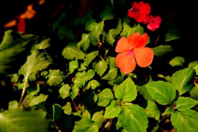 Close-up of red flowering plant