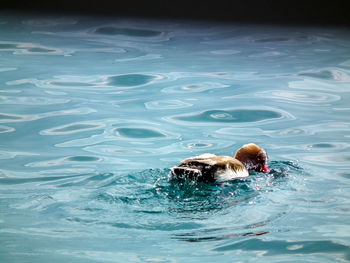 Dog swimming in pool