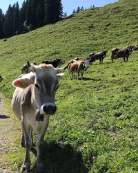 Cows in a field
