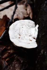 Close-up of mushroom on snow covered field