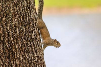 Close-up of squirrel on tree trunk