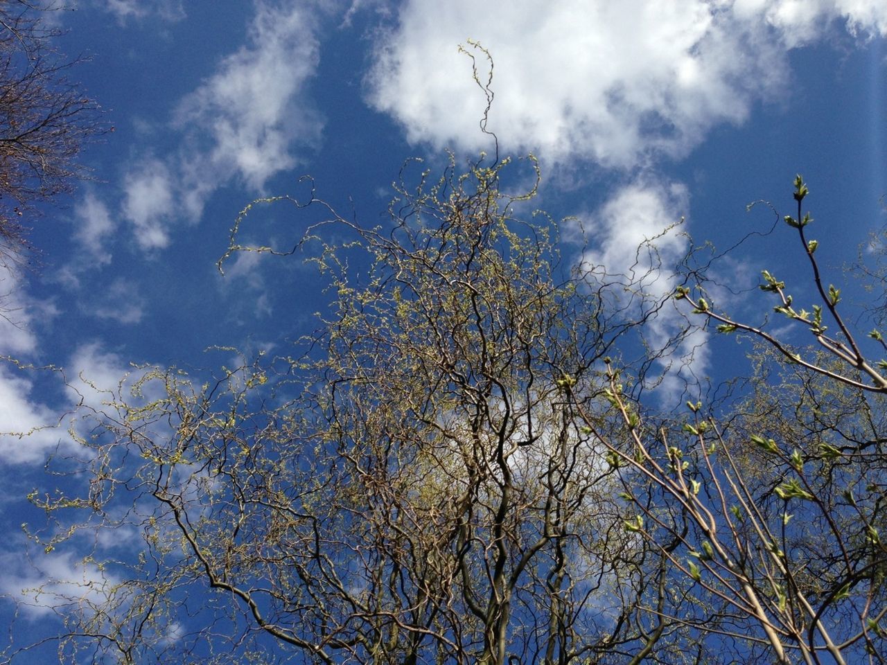 low angle view, sky, tree, cloud - sky, branch, cloudy, tranquility, nature, beauty in nature, cloud, growth, bare tree, blue, scenics, day, tranquil scene, outdoors, no people, weather, reflection