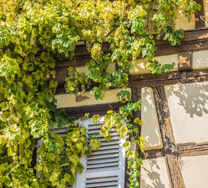 Plants and tree outside building