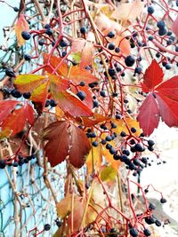 Close-up of maple leaves on tree