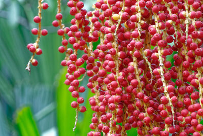 Close-up of betel nuts on palm tree