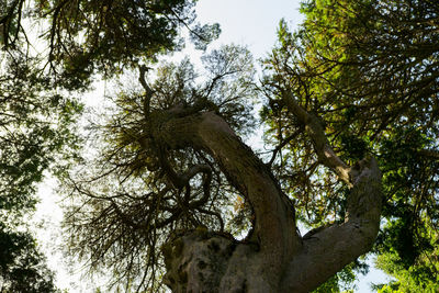 Low angle view of trees in forest against sky