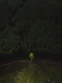Scenic view of forest