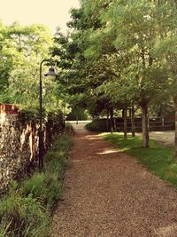 Footpath amidst trees