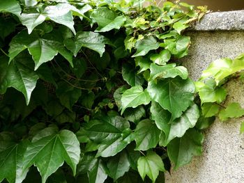 Close-up of green leaves on wall