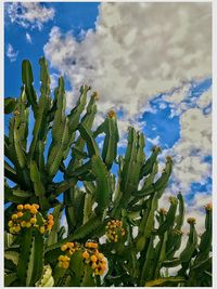 Close-up of prickly pear cactus against sky