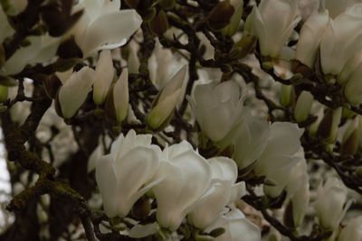 Close-up of white flowering plants