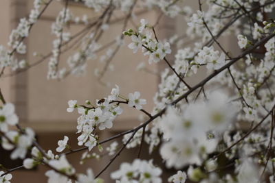 Close-up of white cherry blossoms in spring