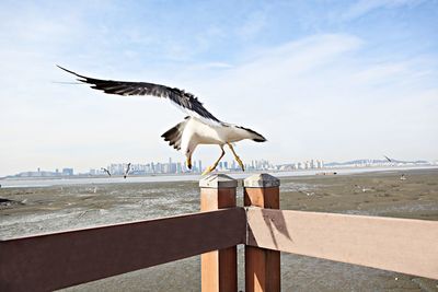 Seagulls flying over sea against sky