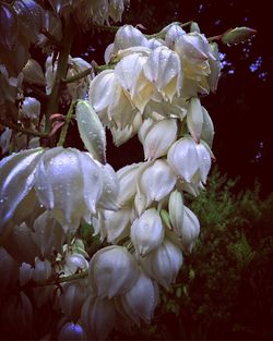 Close-up of white flowers