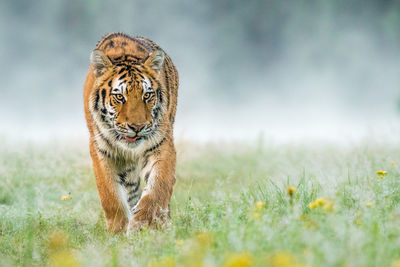 Close-up of tiger on field