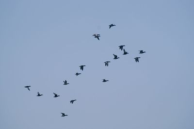Low angle view of birds flying against clear sky