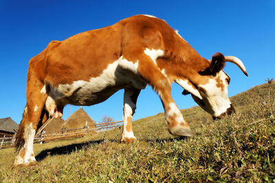 Cow grazing on field against clear blue sky
