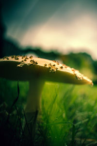 Close-up of mushroom growing on land