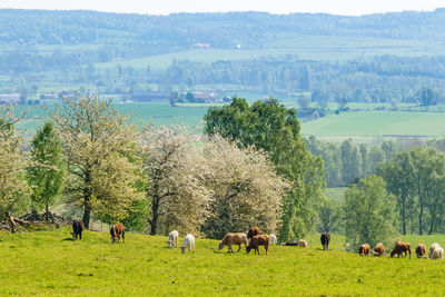 Grazing cows on a meadow in the spring with a view of the landscape