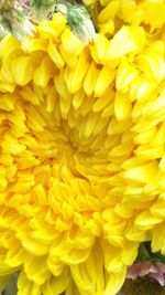Close-up of yellow flower