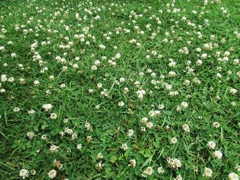 High angle view of flowering plants on field