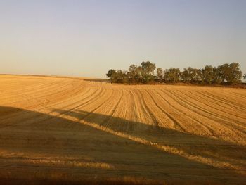 Scenic view of field against clear sky