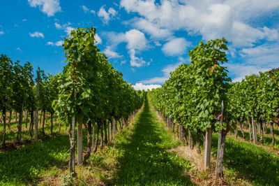 Panoramic view of vineyard against sky