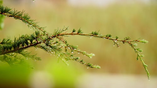 Close-up of plant against blurred background