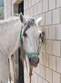 Portrait of horse standing by wall
