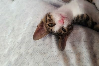 High angle portrait of a cat