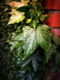 Close-up of green leaves