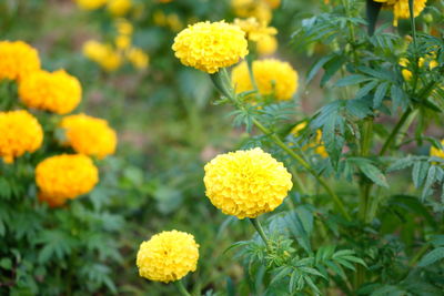 Close-up of yellow flowering plants on field