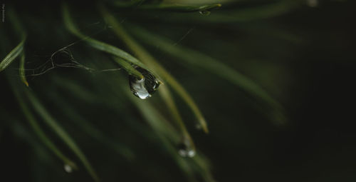 Close-up of water drops on leaf