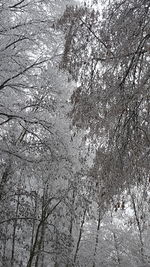 Low angle view of tree