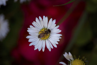 Close-up of insect on flower