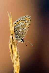 Close-up of butterfly on plant stem