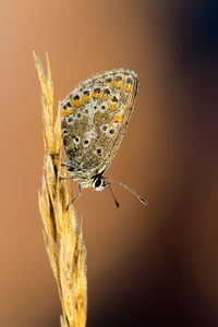 Butterfly on leaf